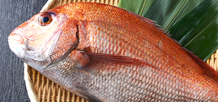 魚