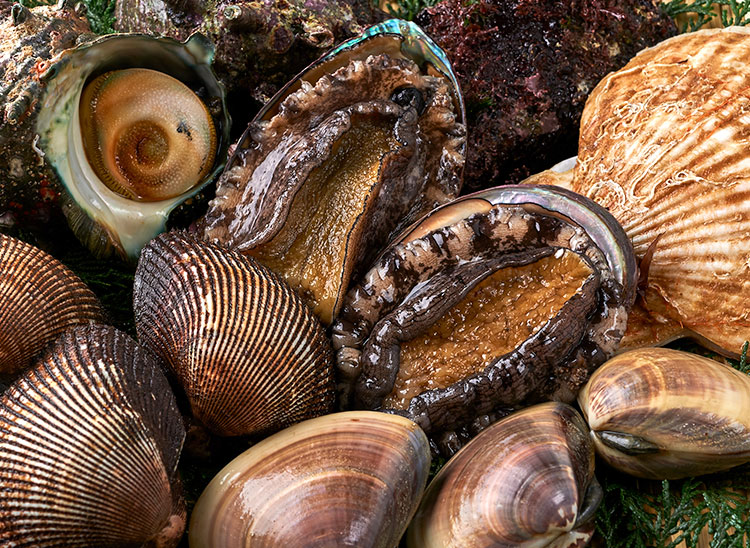 貝類